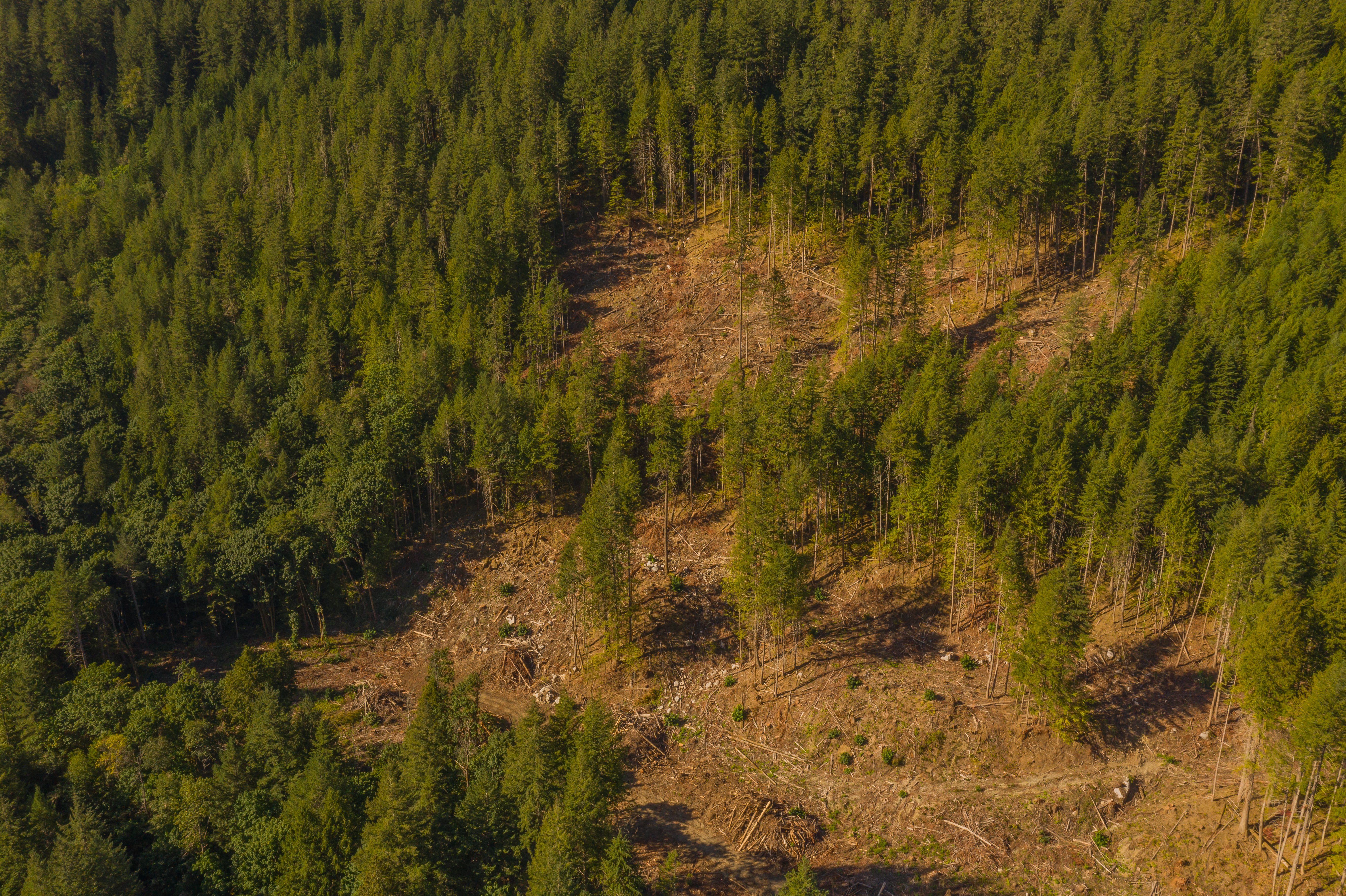 An aerial photo of a clearcut in a forest. End of image description.