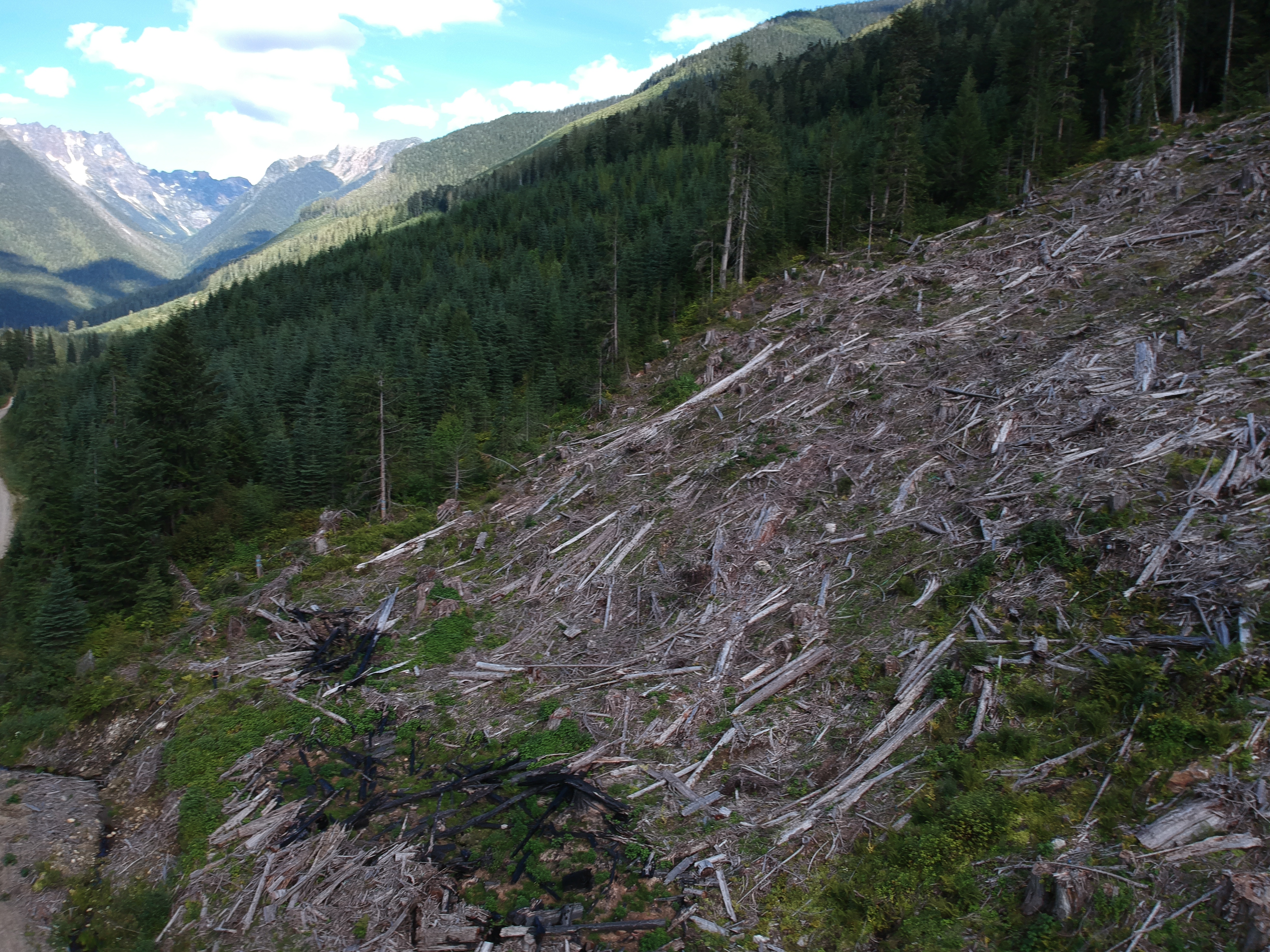 Photo: Logged old-growth with second-growth in the background, Spuzzum Valley (WC files)