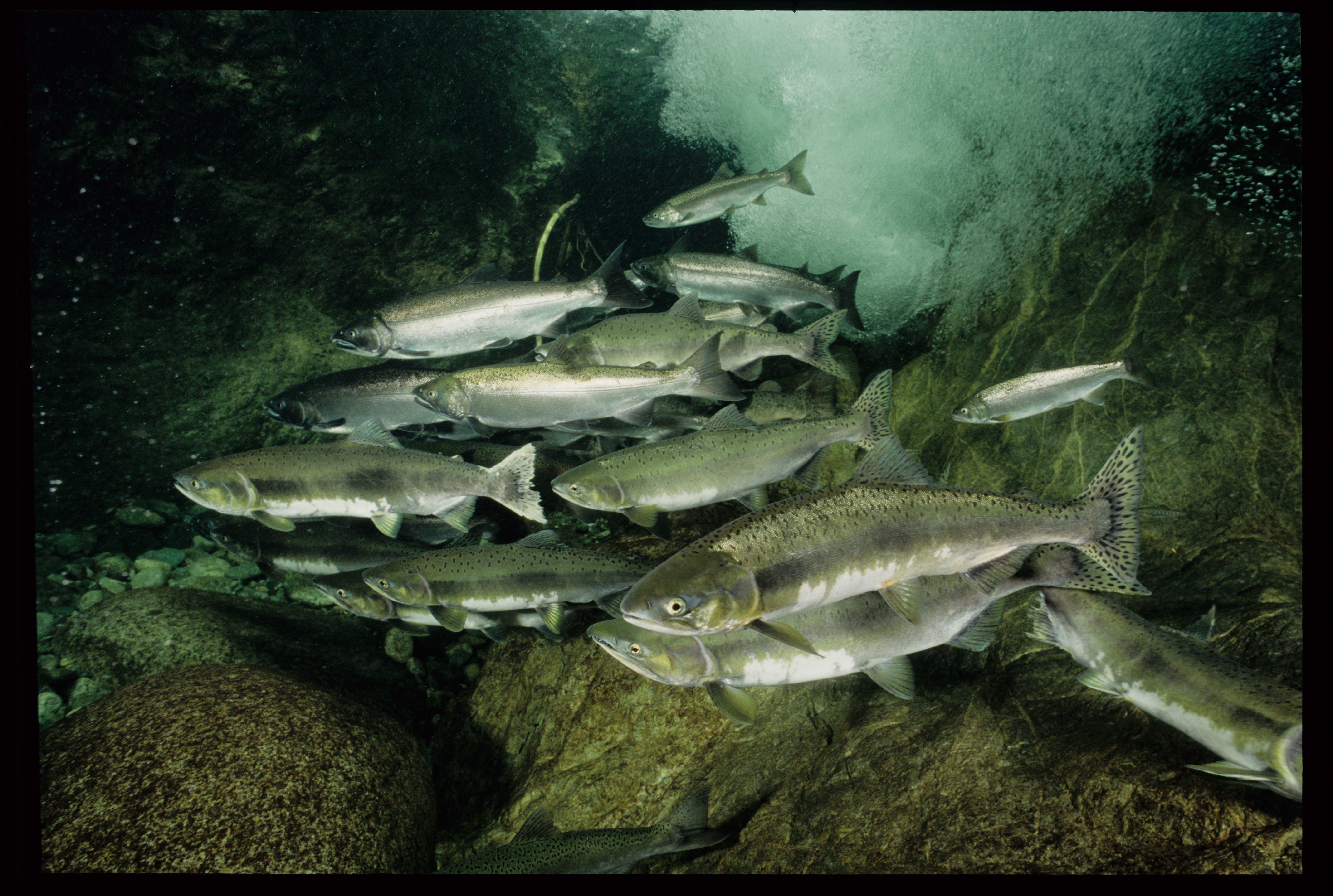 A school of salmon underwater. End of image description.