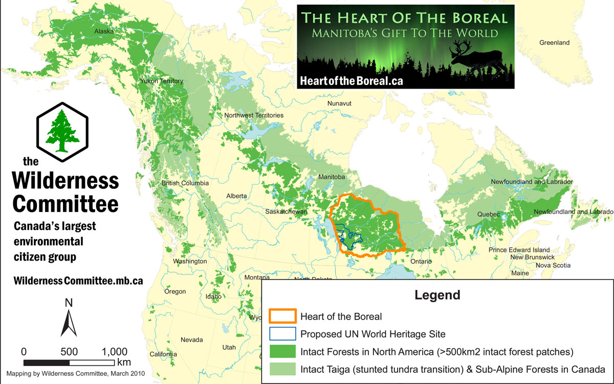 Intact forest map shows significance of the Heart of the Boreal ...
