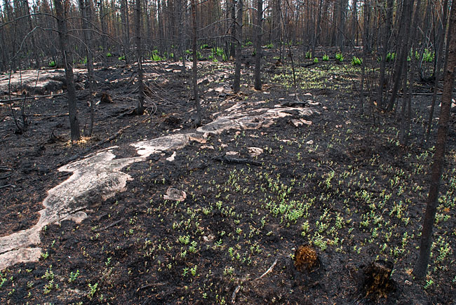 caribou-burnout-rock.jpg