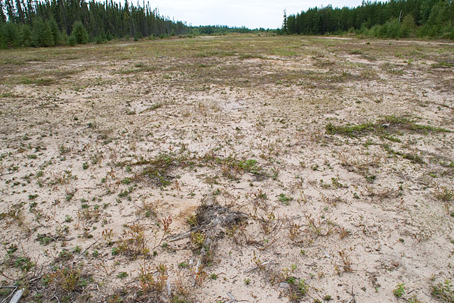 caribou-clearcut-desert.jpg