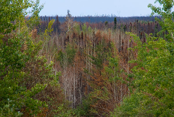 caribou-naosap-burn-far.jpg