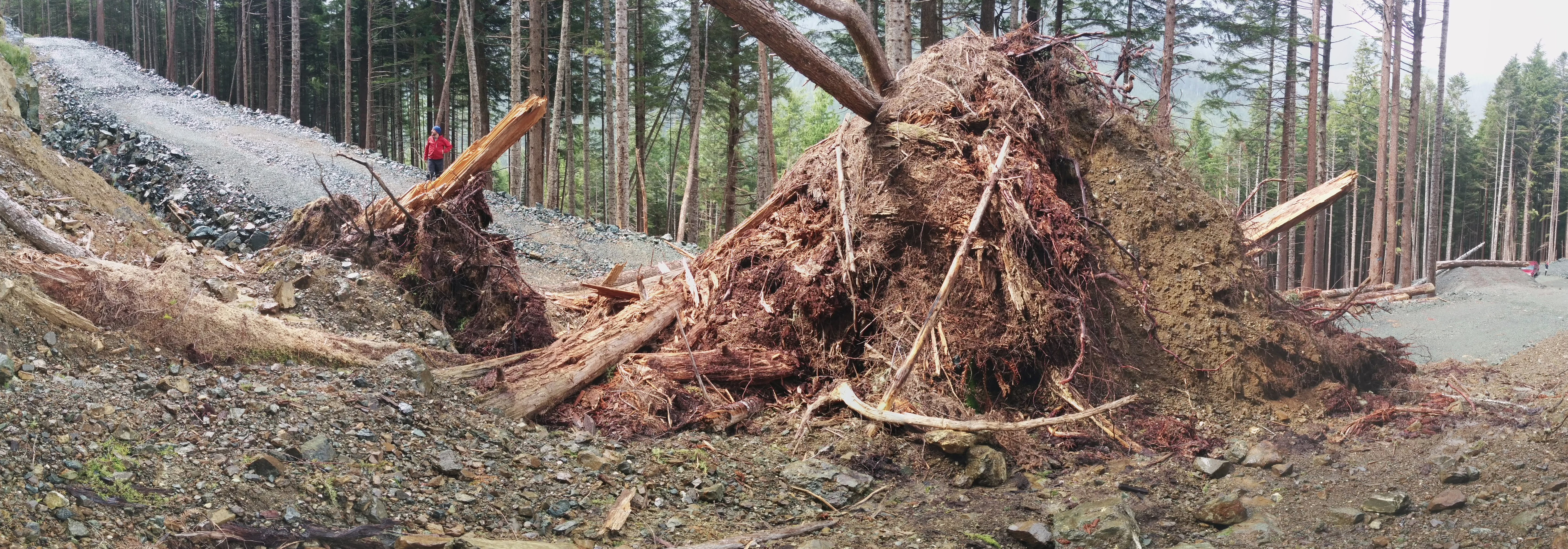 Erosion and fallen trees after BCTS road building in Schmidt's Creek