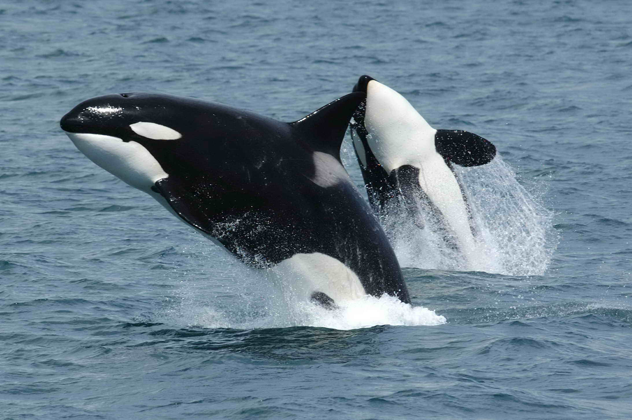 Orcas breaching