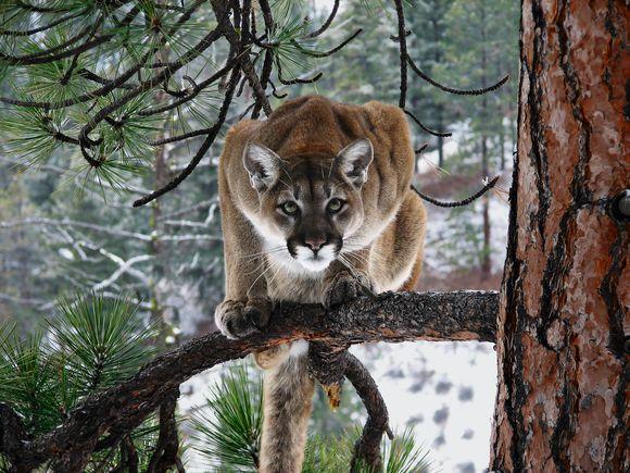 path of the puma jim williams