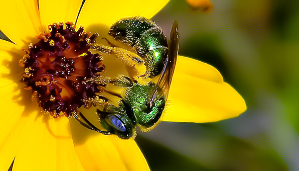 Native Plants For Native Pollinators Wilderness Committee