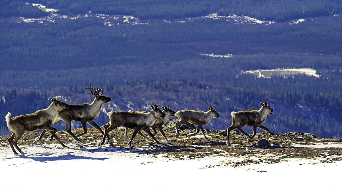 Quintette herd in the Peace Region, BC (Isabelle Groc).