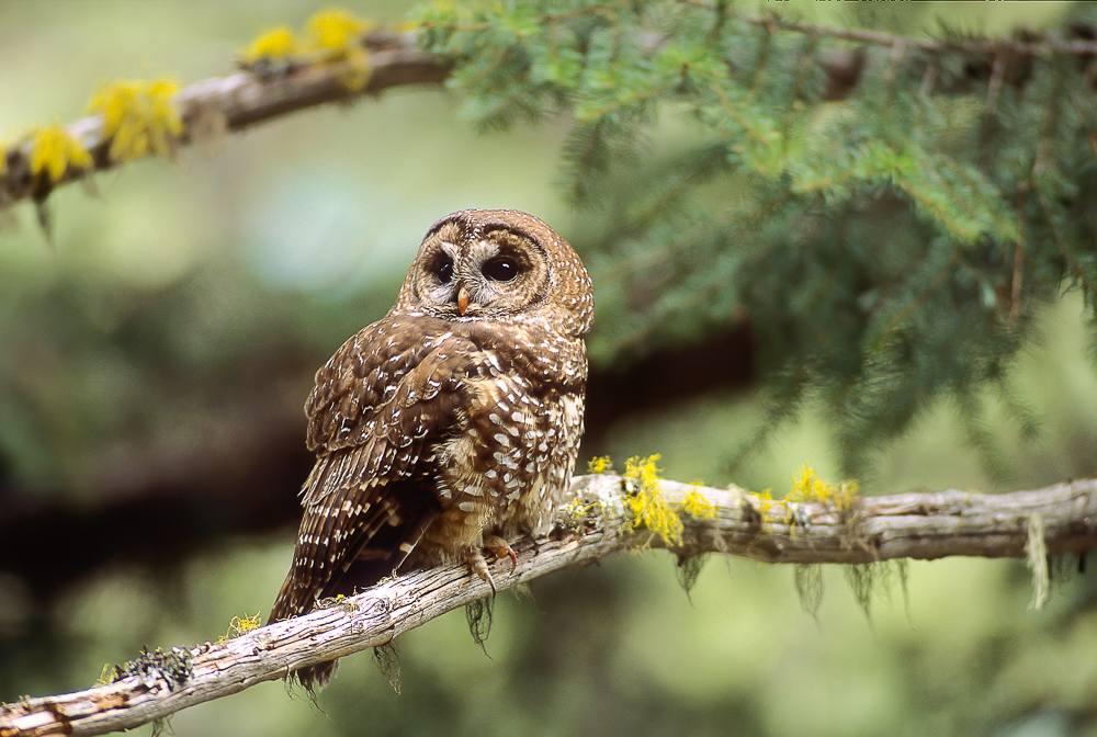 Feds asked to step in to save endangered spotted owls from Canadian