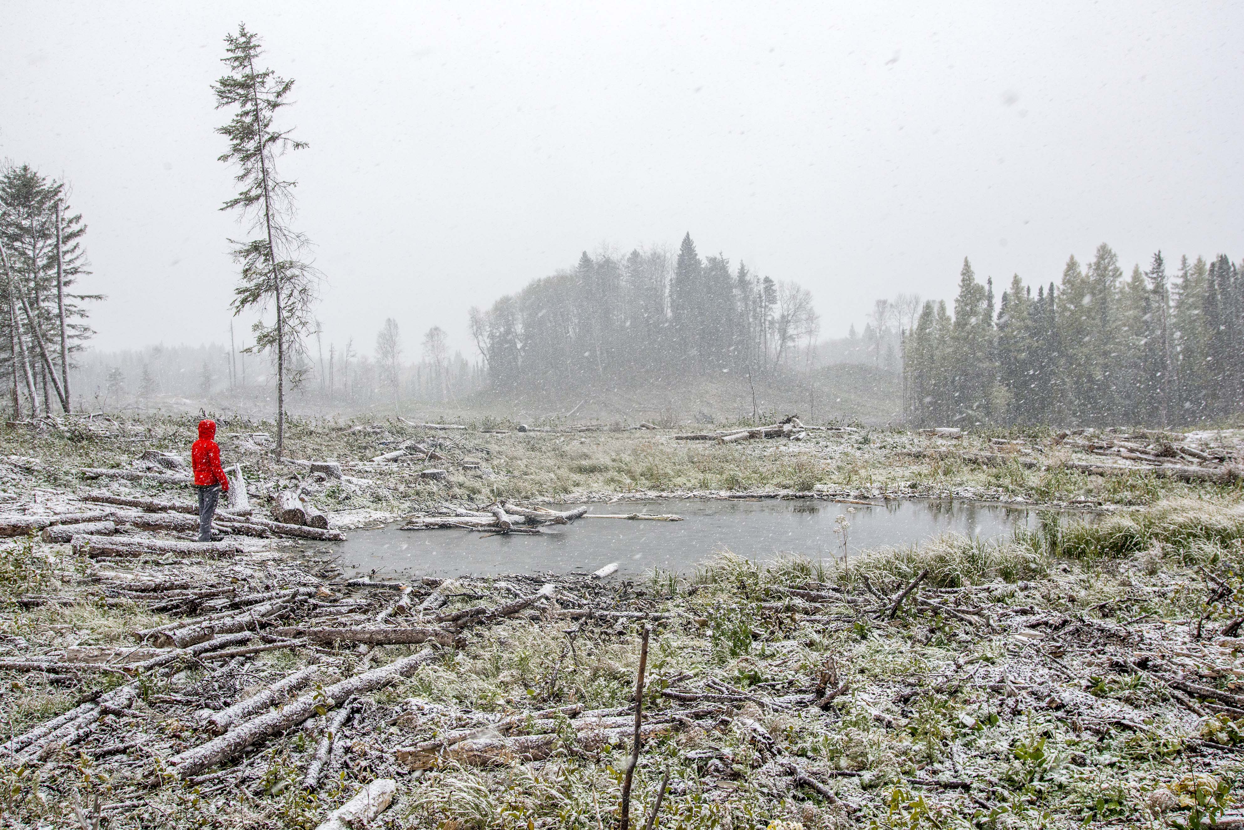 Clearcuts in duck Mountain Provincial Park, Eric Reder, 2016