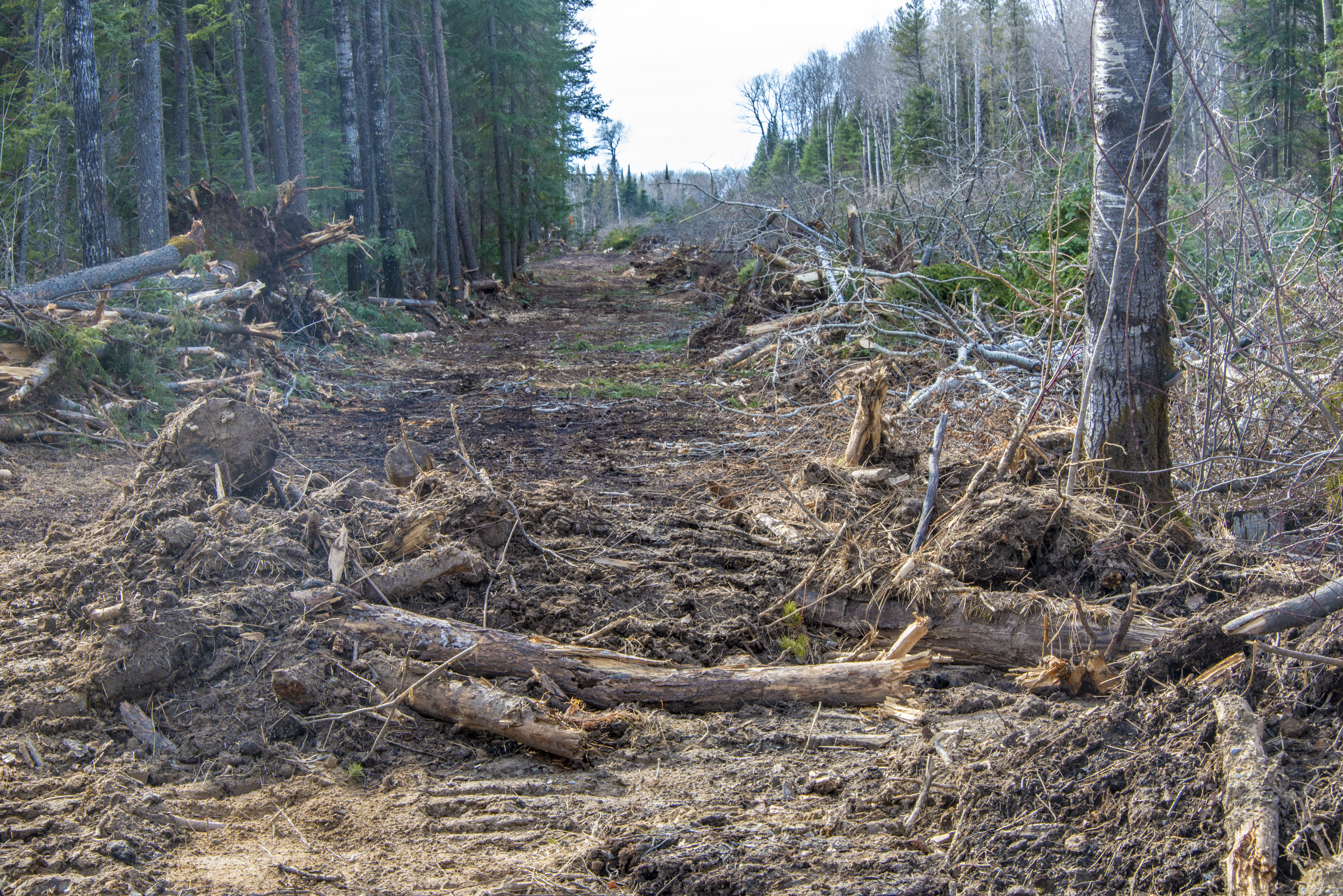 Destroyed forest in Hollow Water First Nation