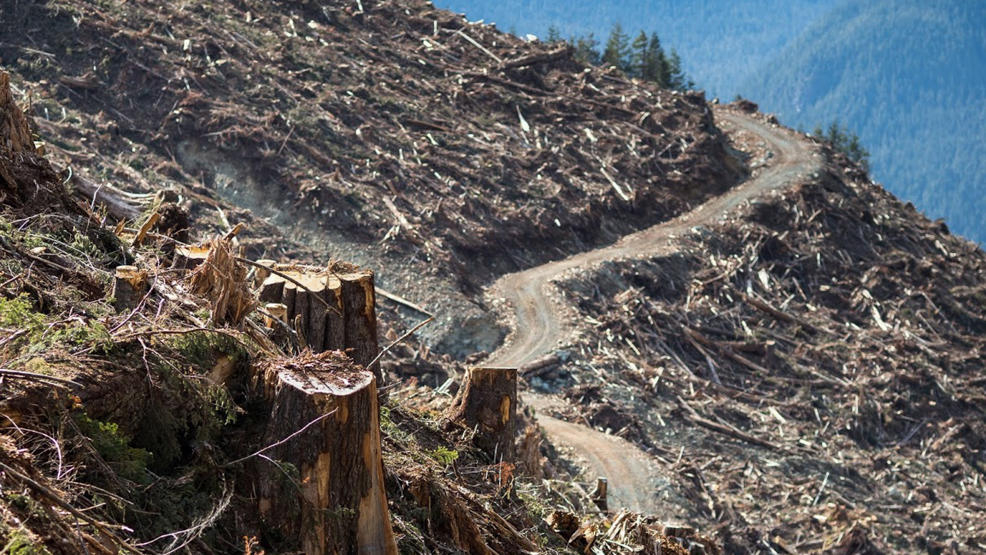 Photo: Louis Bockner / Sierra Club BC and Wilderness Committee