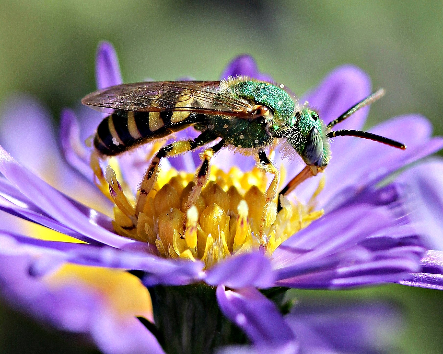Sweat bee, native to North America. Photo: Patty O'Hearn Kickham via Flickr