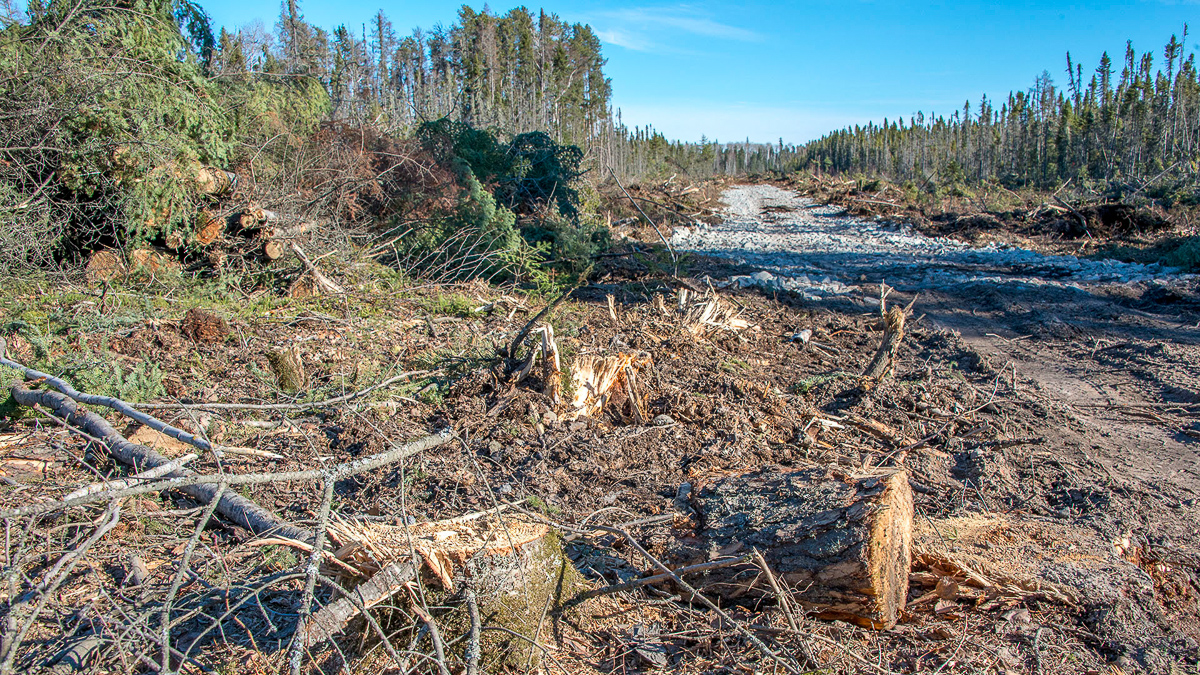 A clearcut road fpr the frack sand mine, Hollow Water First Nation, Manitoba