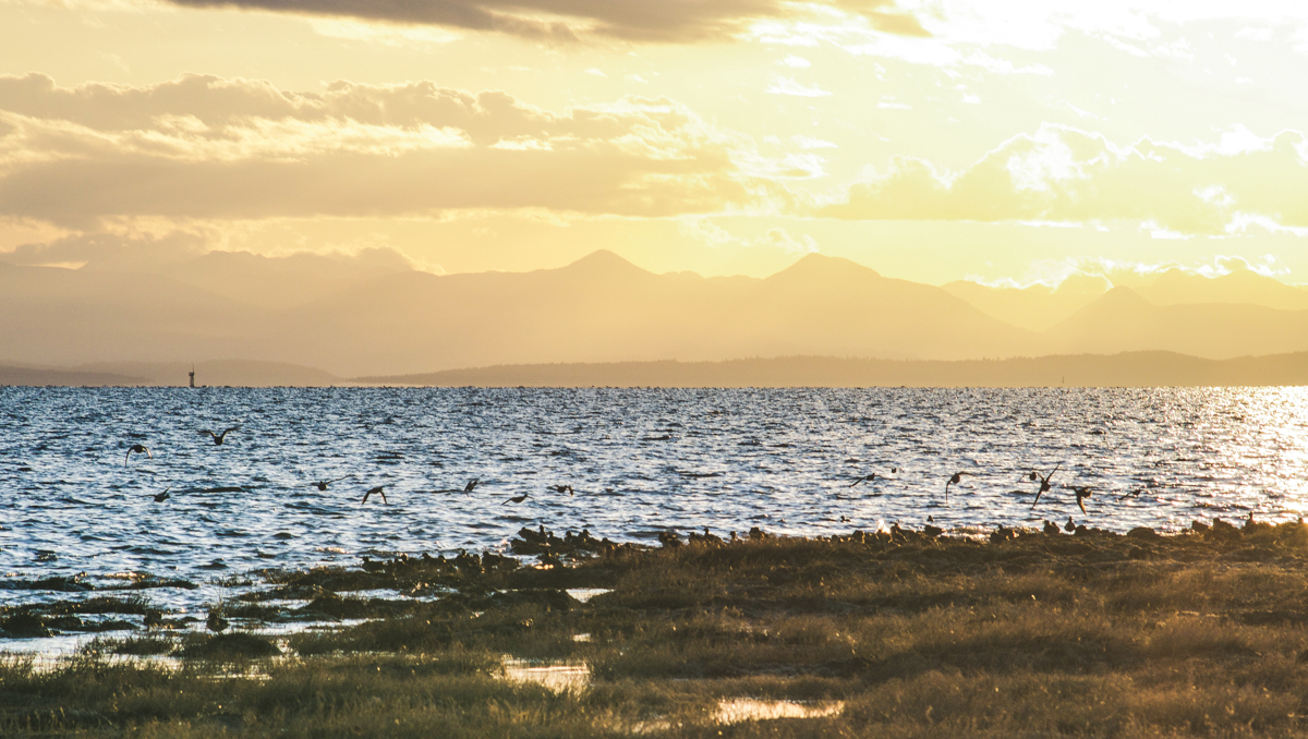 The Fraser Estuary, an area at risk because of the proposed Roberts Bank Terminal 2 Project.