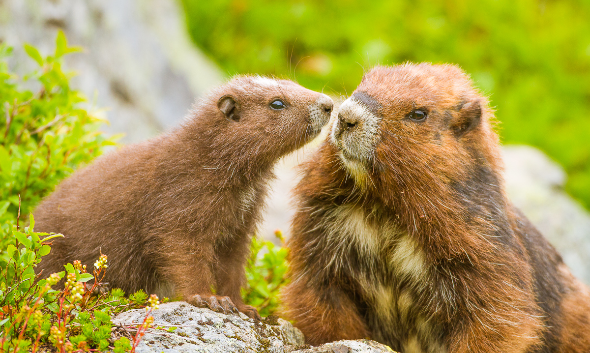 We need nature, wilderness and a healthy climate more than ever. The fresh smell of a forest walk, the view of a frost-covered prairie field, the adorable and awe-inspiring creatures we share this planet with.