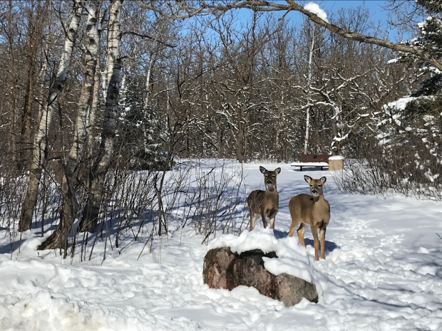 The Chickadee trailhead in Birds Hill Provincial Park. (source: Josh Crabb/ CTV News Winnipeg)