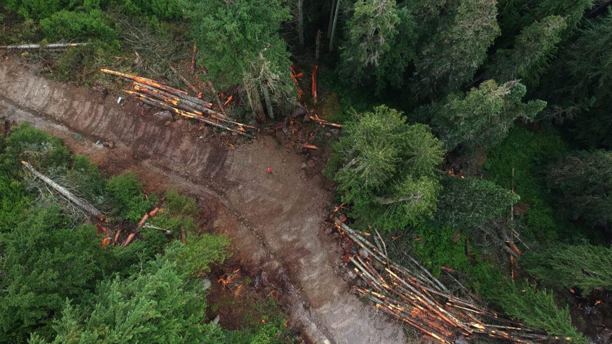 Logging in the Spuzzum Valley in British Columbia in the habitat of the endangered spotted owl. Photo: Joe Foy / Wilderness Committee