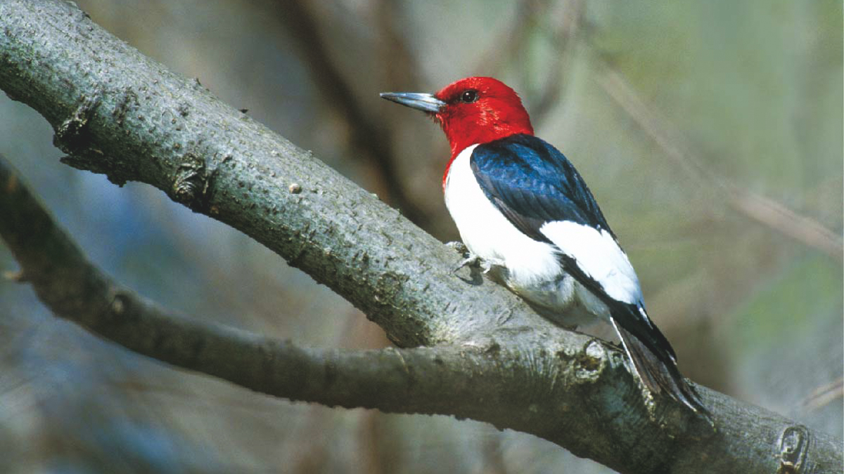 Red-headed woodpecker. Current status: special concern (photo: Robert McCaw).