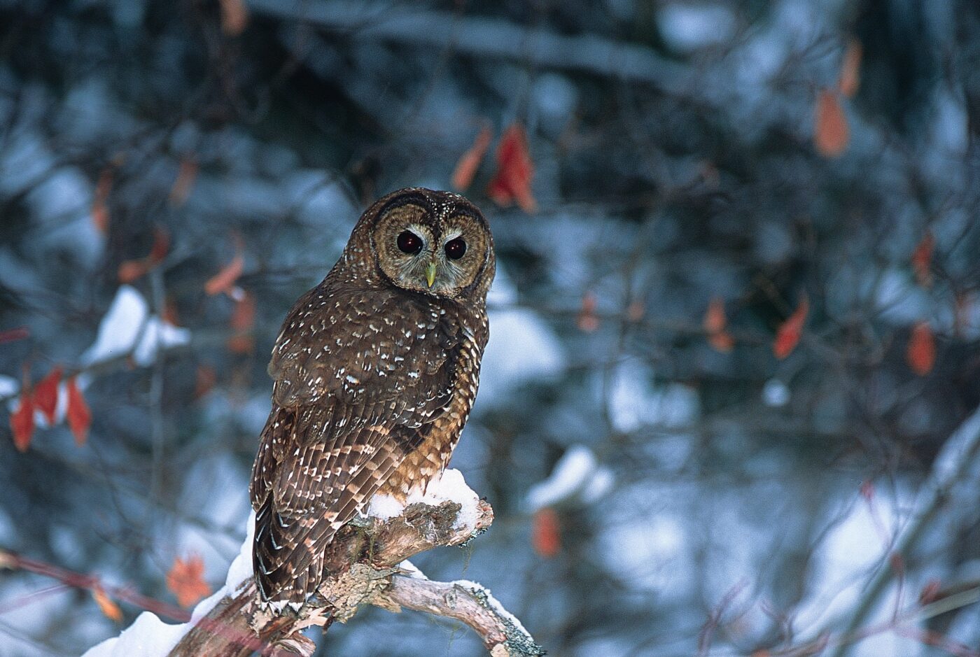 An adult northern spotted owl photographed outside the Spuzzum Valley. The species has been considered functionally extinct in B.C. although environmental organizations recently learned about the existence of a breeding pair in a B.C. valley currently being logged. Photo: Jared Hobbs