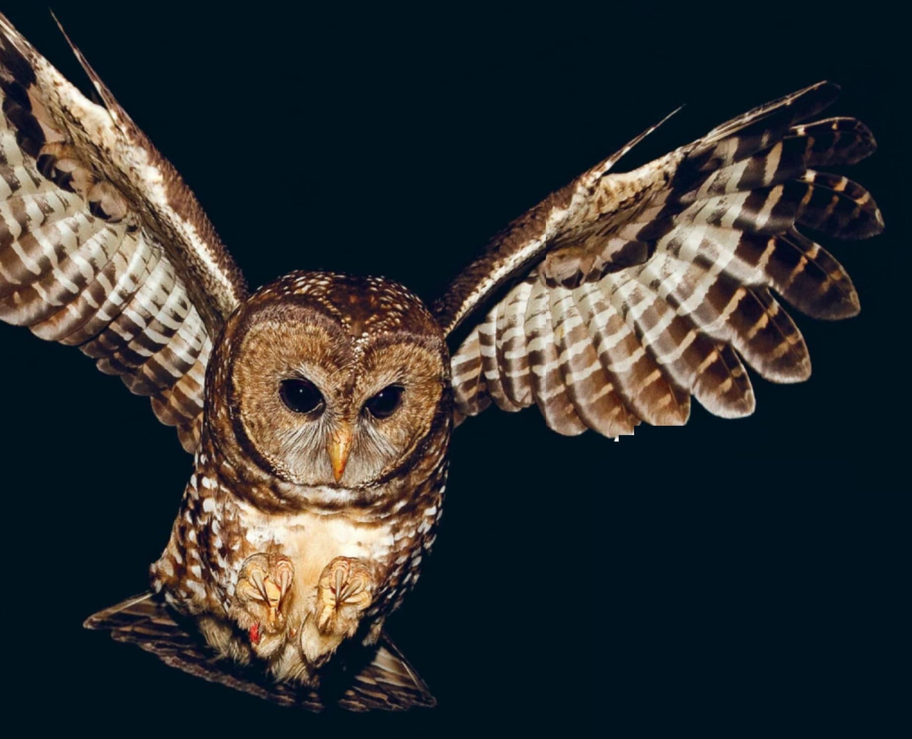 The Government of Canada says spotted owls in Canada are "highly vulnerable to extinction." (Ecojustice)
