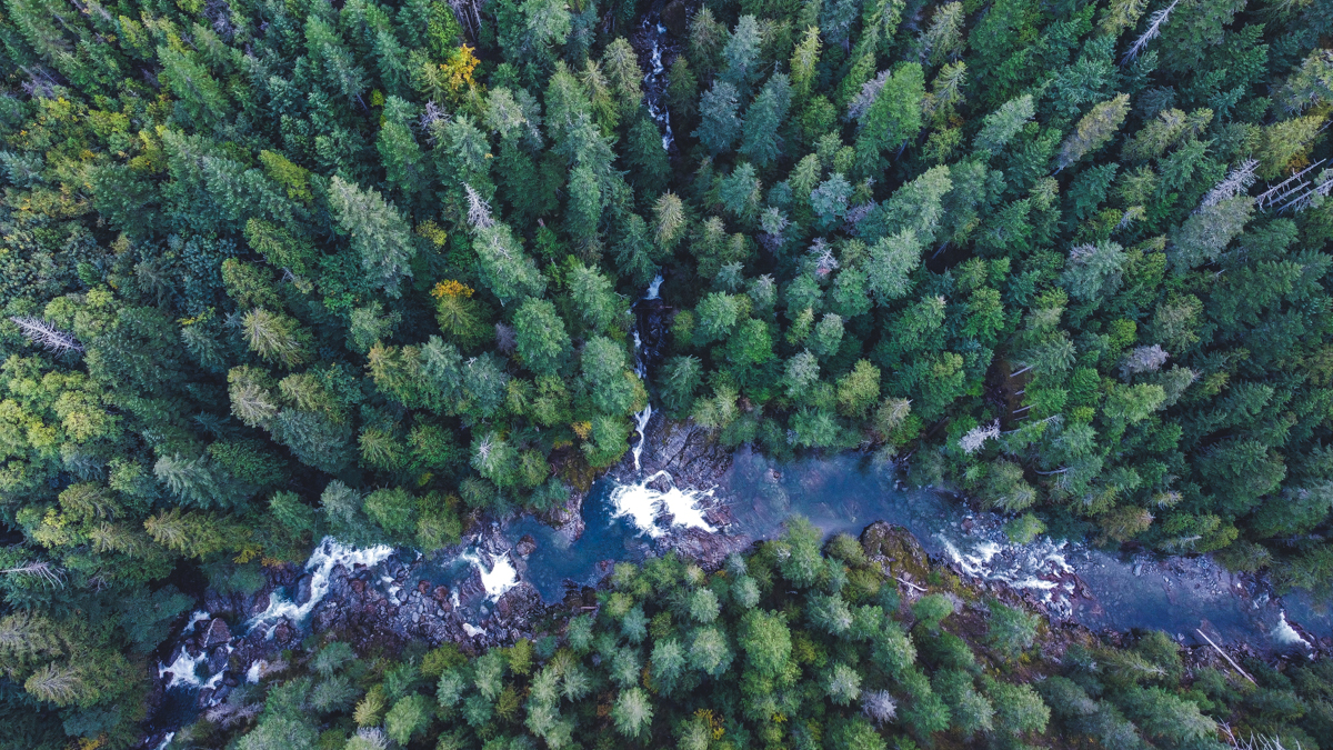 Old-growth forest in Spuzzum Valley