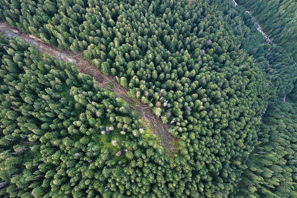 Argonaut Creek is part of the inland temperate rainforest ecosystem, which is the last large scale inland temperate rainforest left on earth. The valley is also habitat for mountain caribou, an endangered species. (Photo credit Echo Creek Conservation Society)