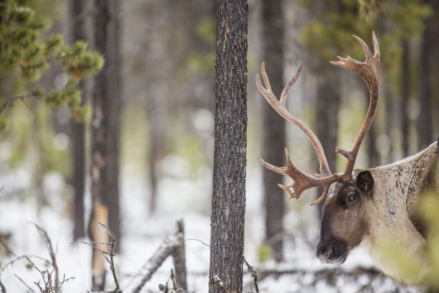 The area that was slated for logging overlapped with federally designated critical habitat for the Columbia North caribou herd, the largest herd remaining in the Kootenays. Photo: David Moskowitz