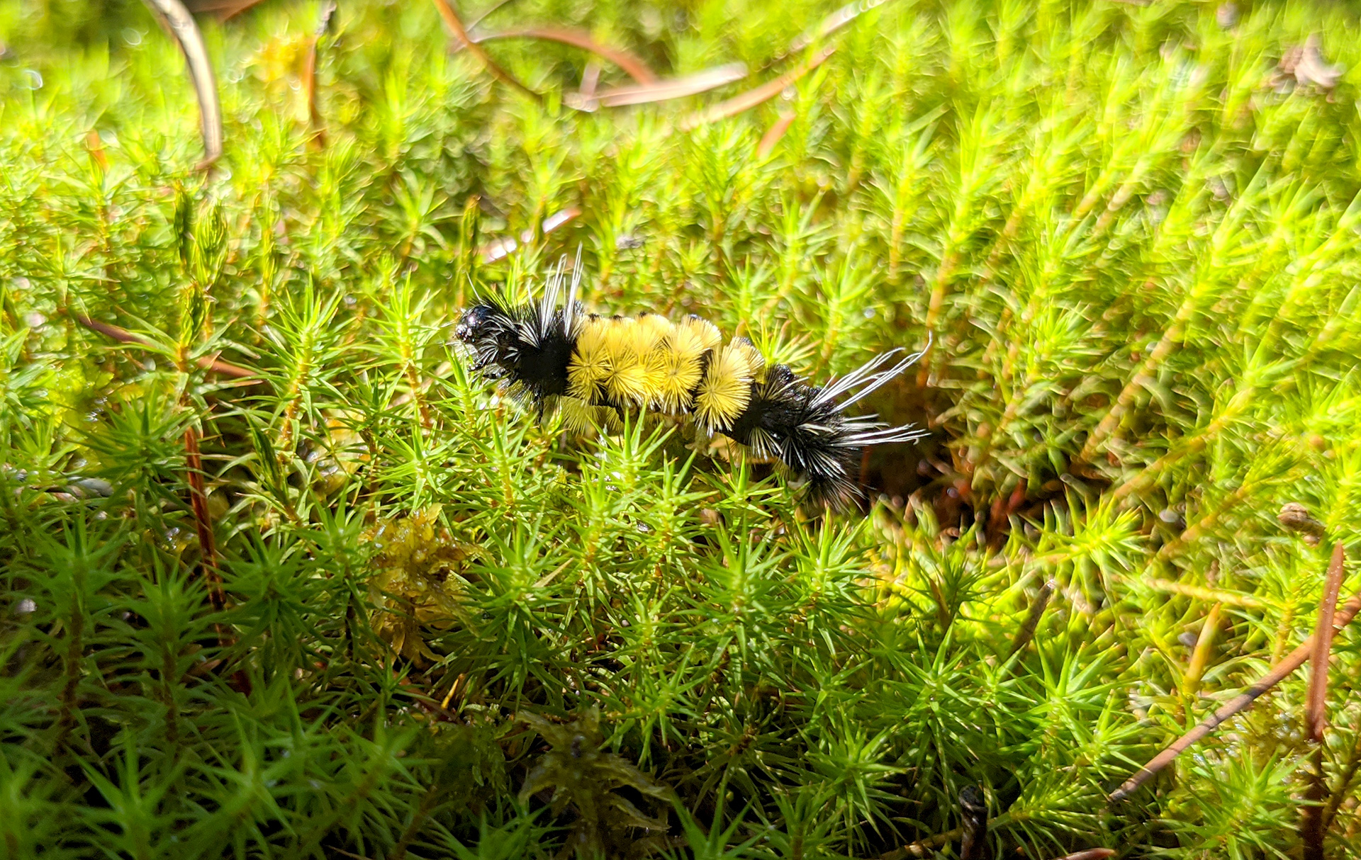 Peat caterpillar