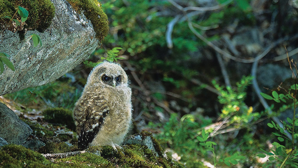 Spotted Owl chick | Photo © Jared Hobbs