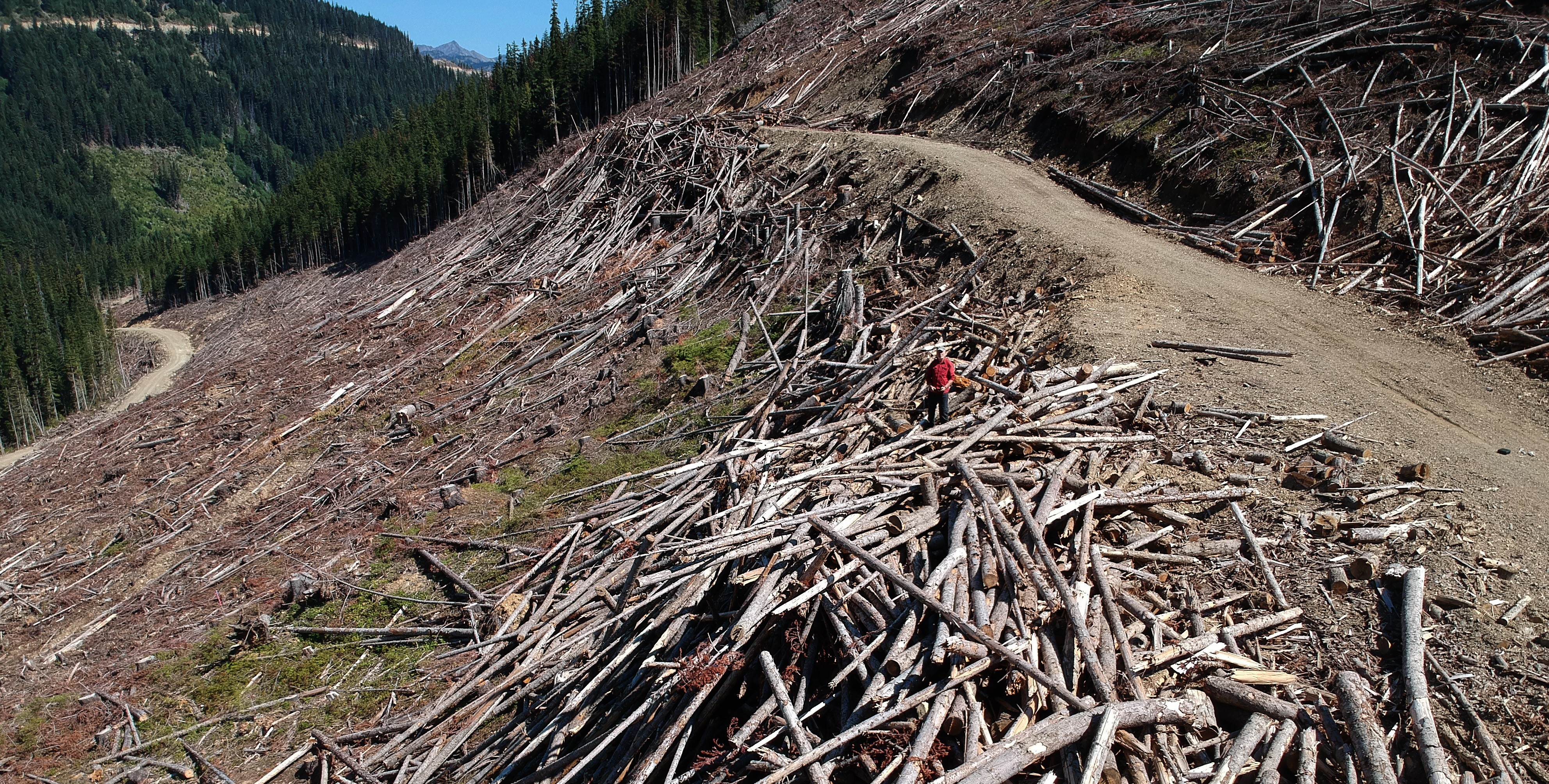 Stacks of logs left as waste in the Skagit Headwaters Donut Hole. Wilderness Committee file photo.