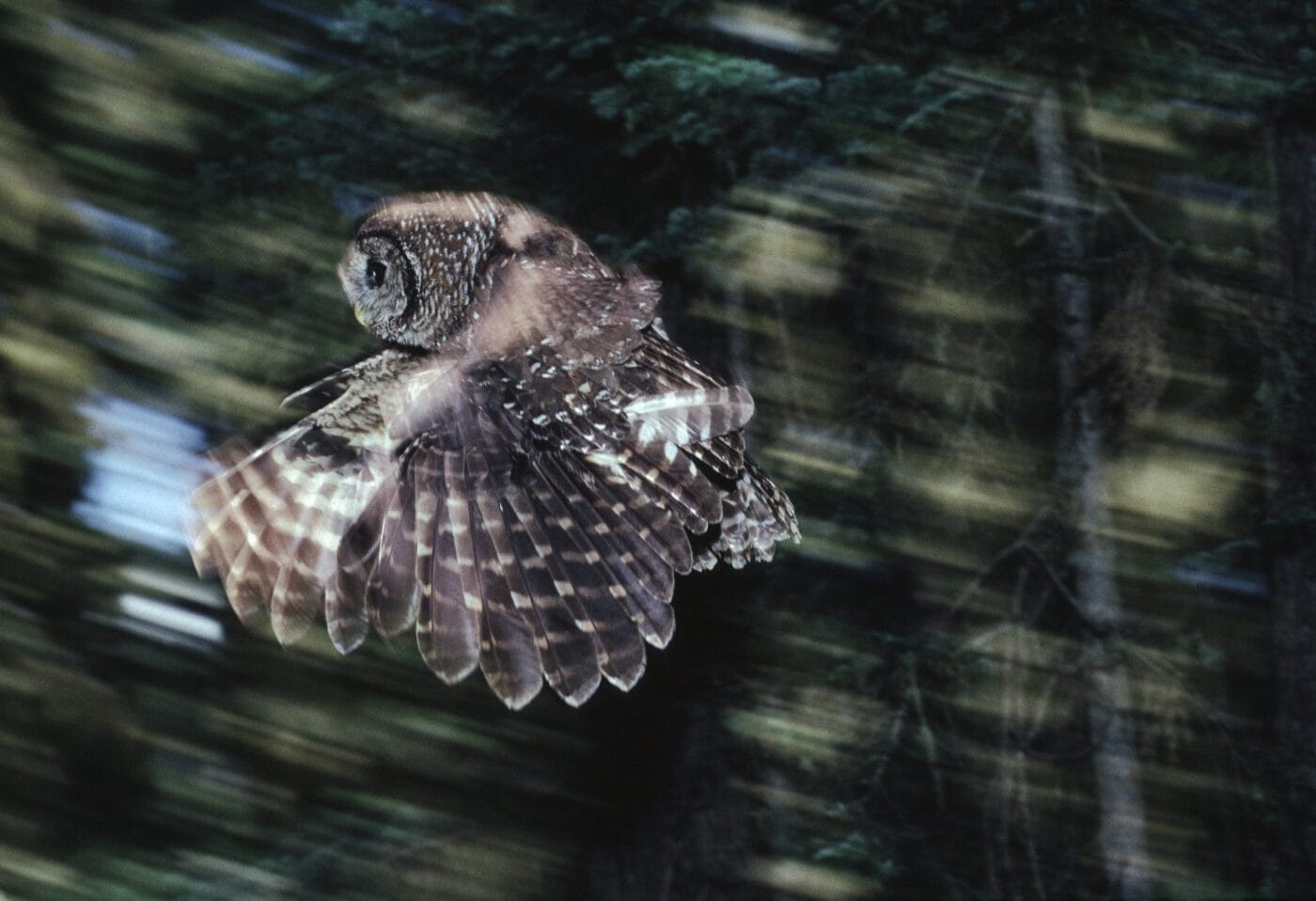 Northern spotted owls, pictured here in the Olympic National Forest in Washington State, were presumed extinct in the Canadian wild until a breeding pair was discovered in a B.C. valley slated for logging. A new provincial-federal nature agreement will work to protect species at risk in B.C., where no endangered species legislation currently exists. Photo: Bill Stevenson / Cavan