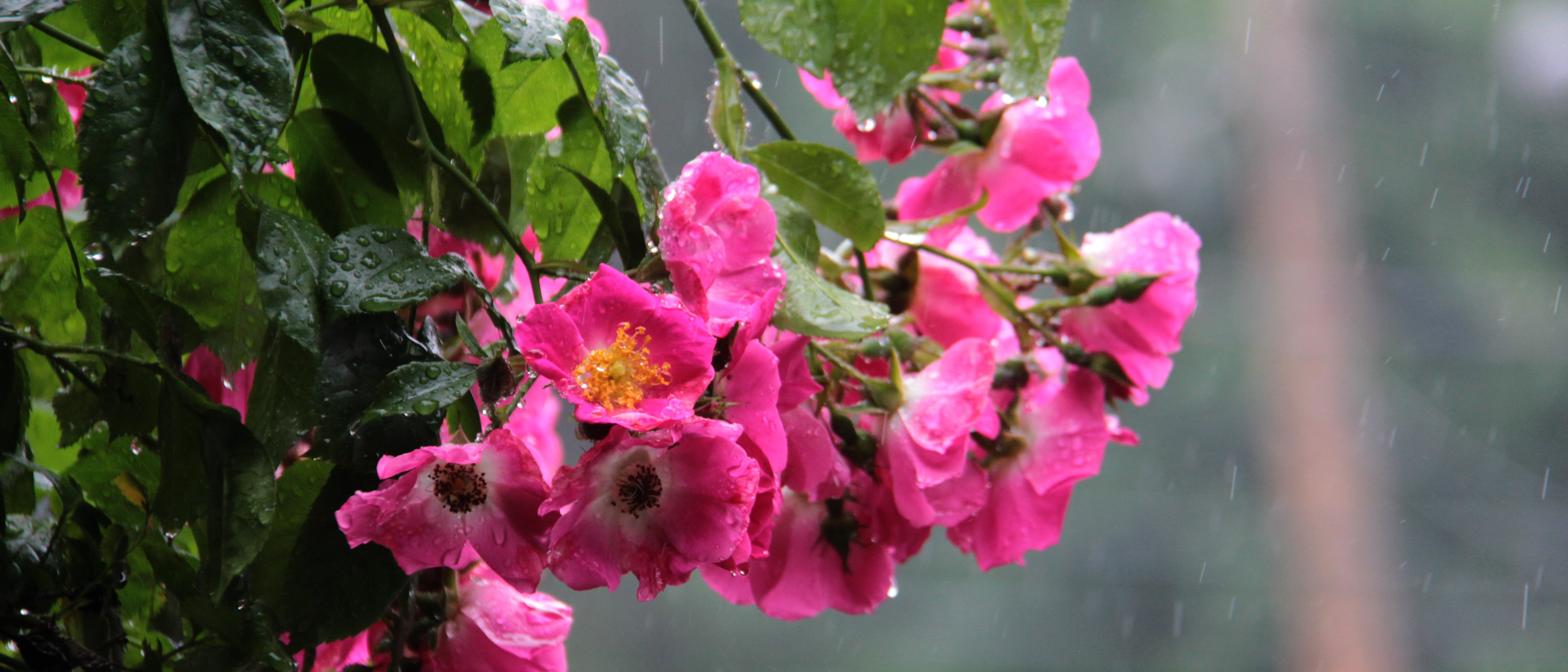 View from the kitchen window | Photo: Joe Foy