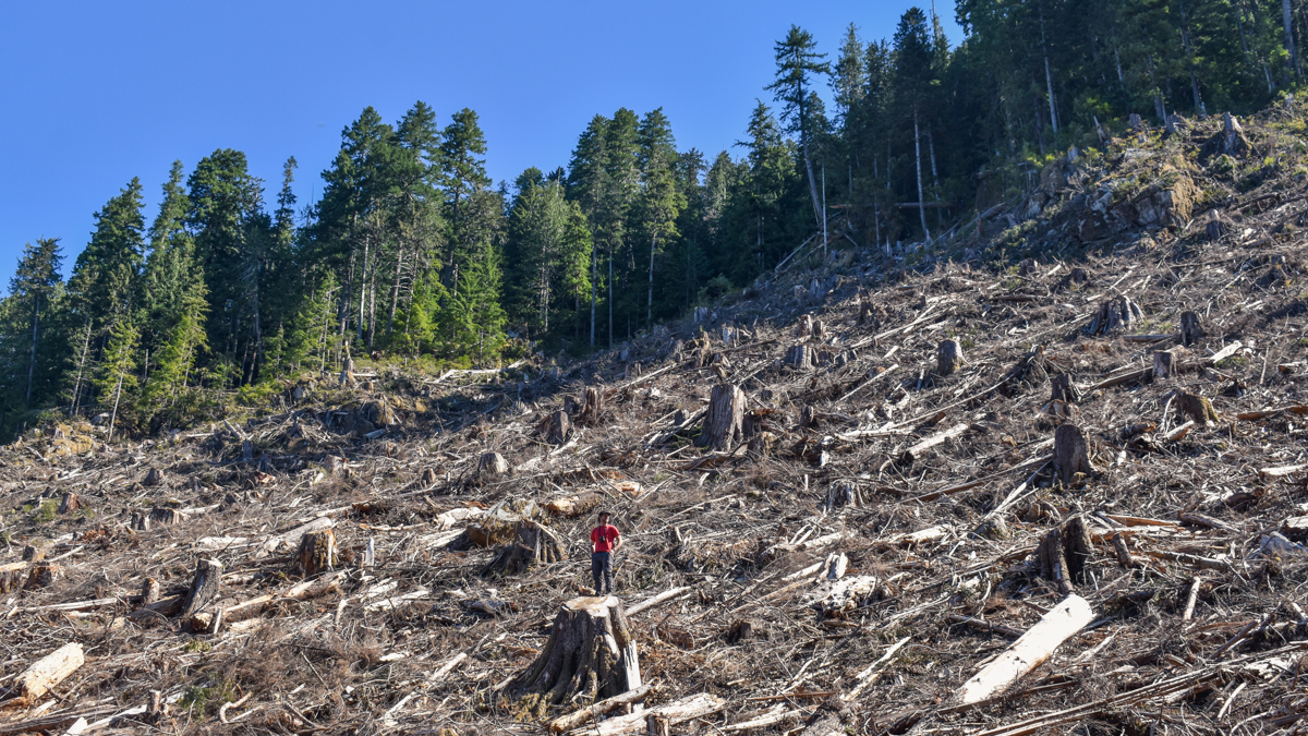 Logging in of old-growth in Caycuse Valley by Teal Jones, Oct. 2020 (Wilderness Committee)