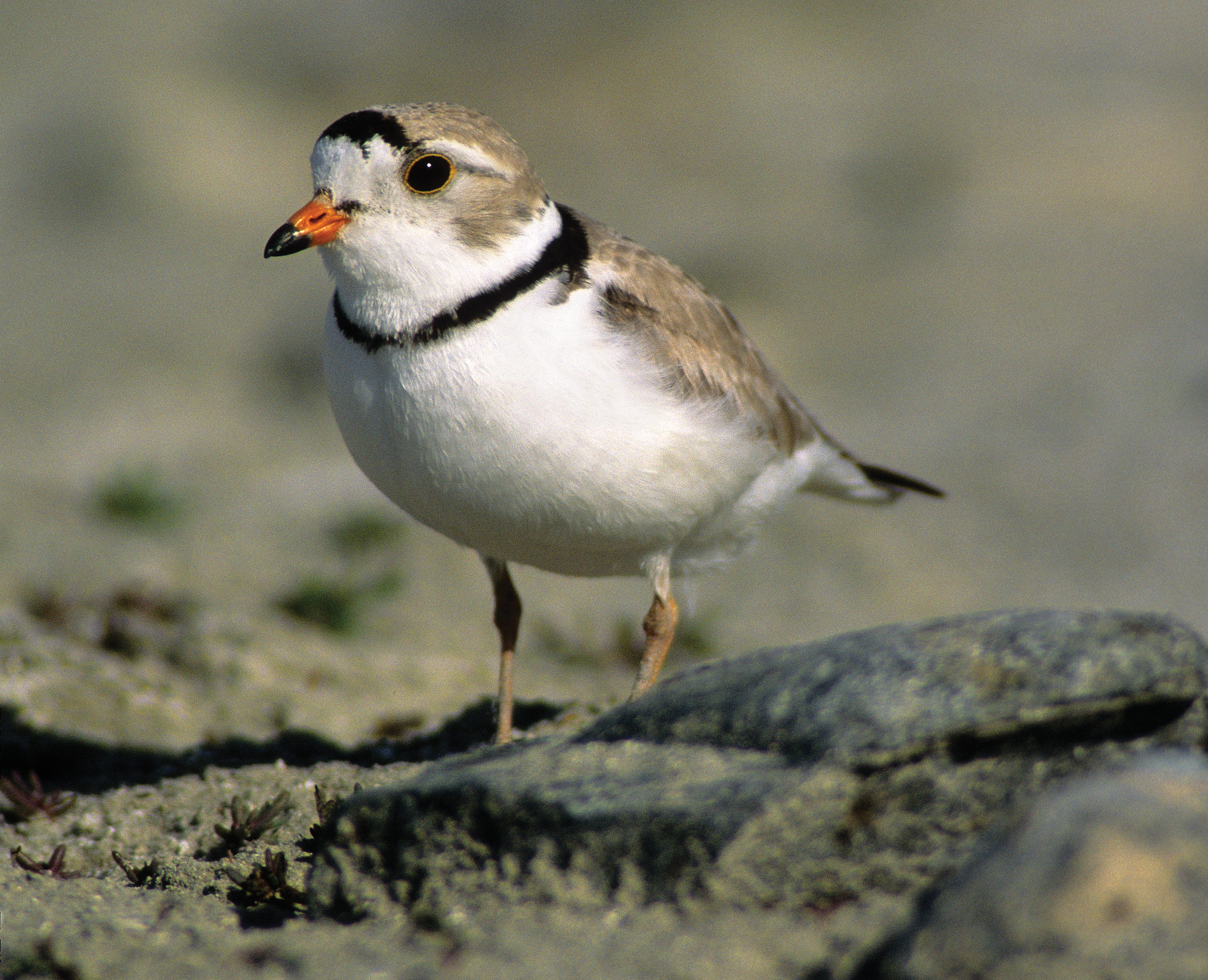 Closeup of a piping plover standing in the sand