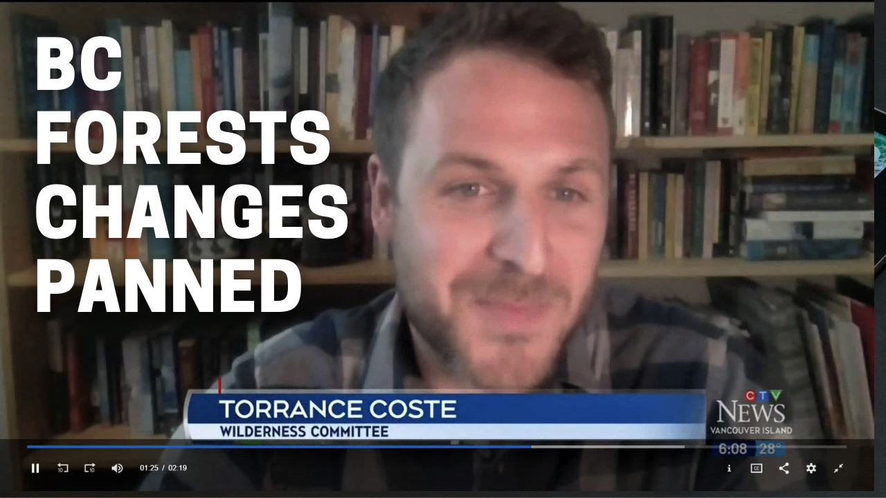 Screenshot of Campaigner Torrance Coste on a TV interview about BC forest policy.