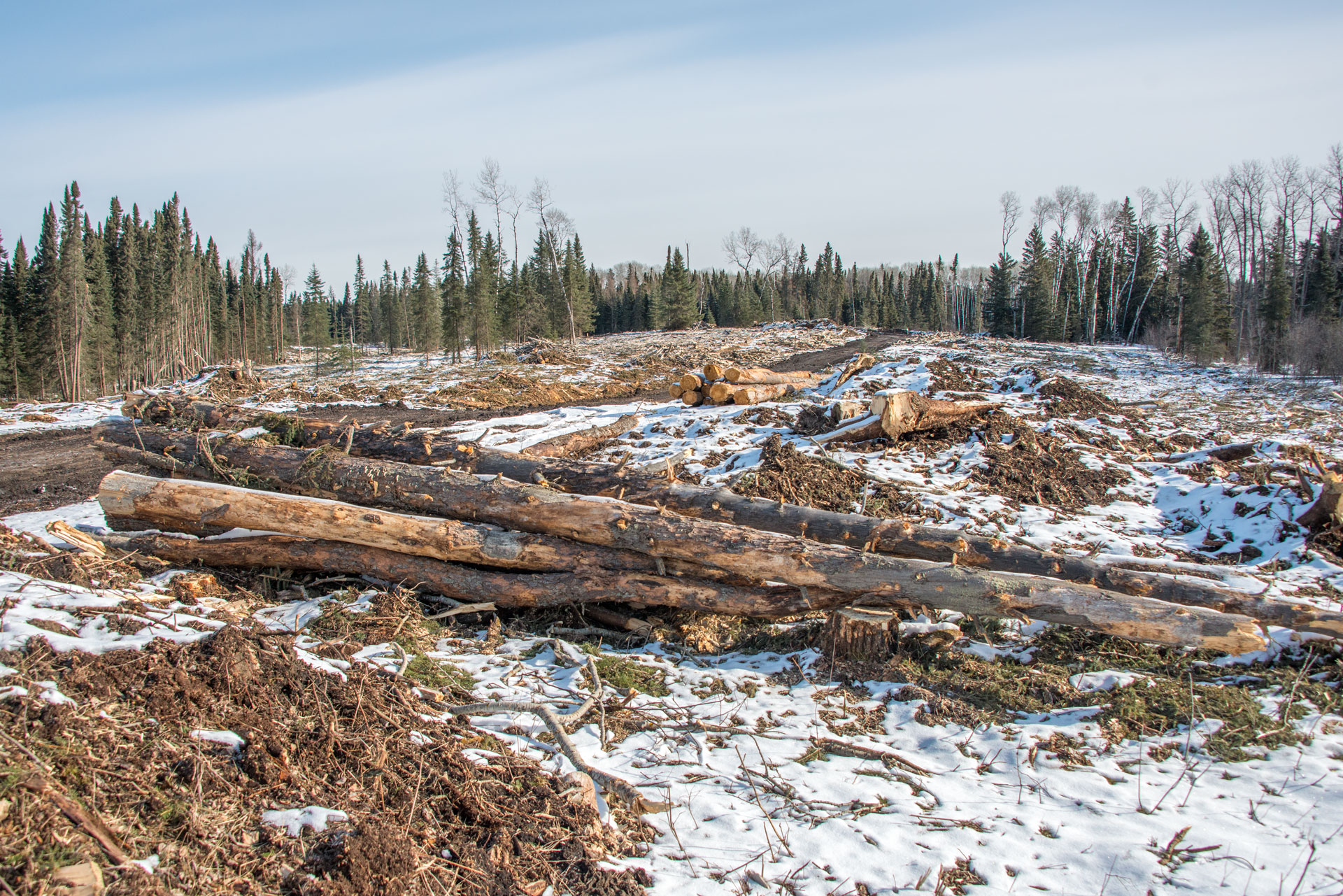 Remaining cut logs in a snowy clearcut