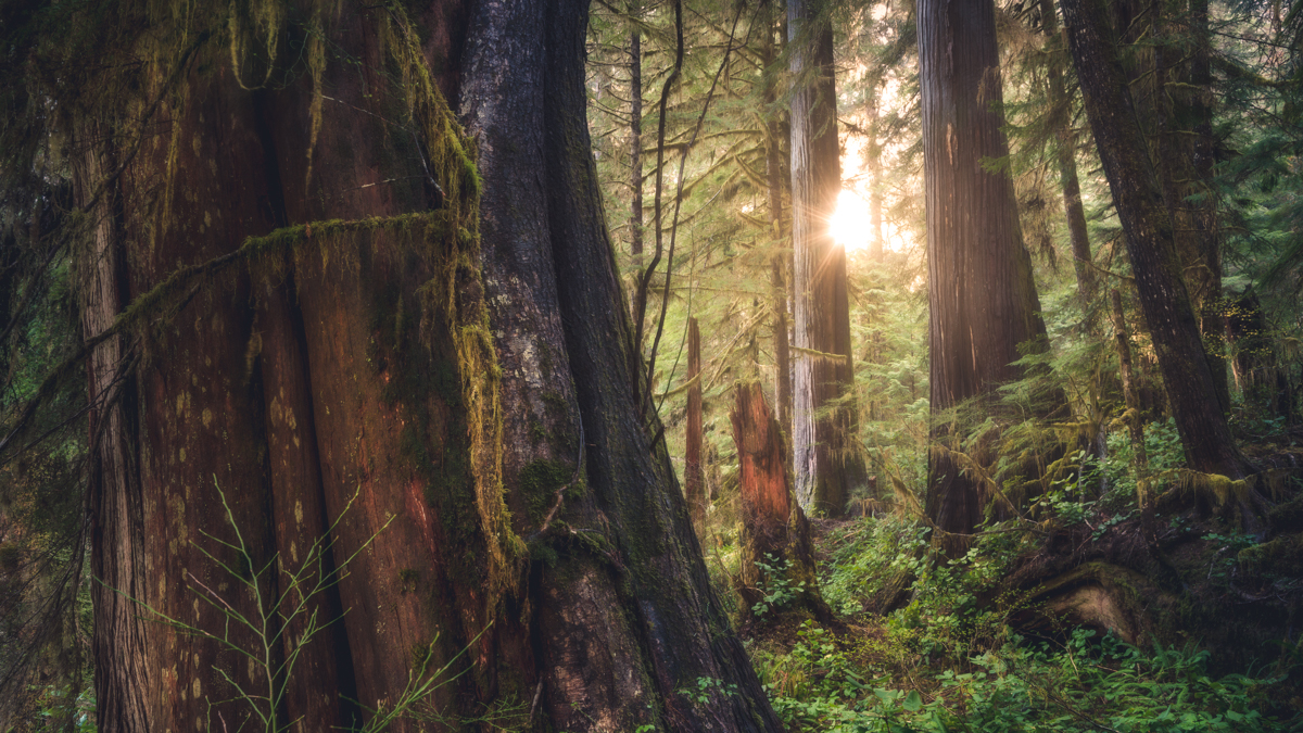 Sun shining through coastal rainforest, with a big tree in the foreground