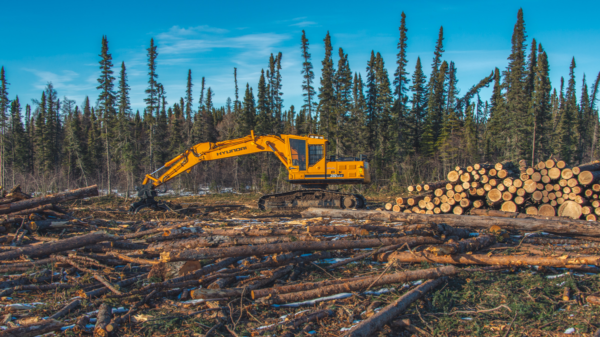 A log-grabbing excavator at work in a clearcut