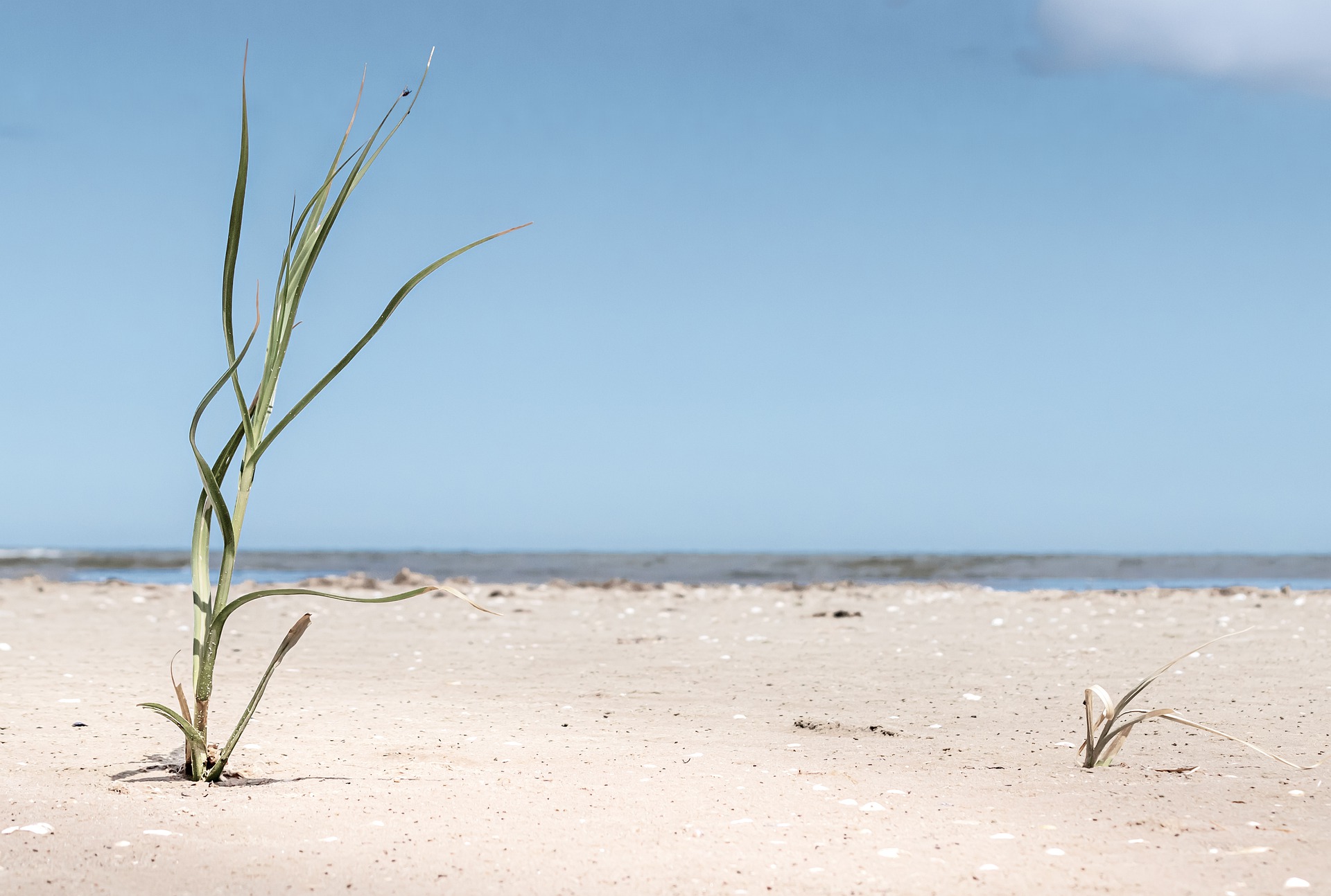 A dry lakeshore with one lone grass