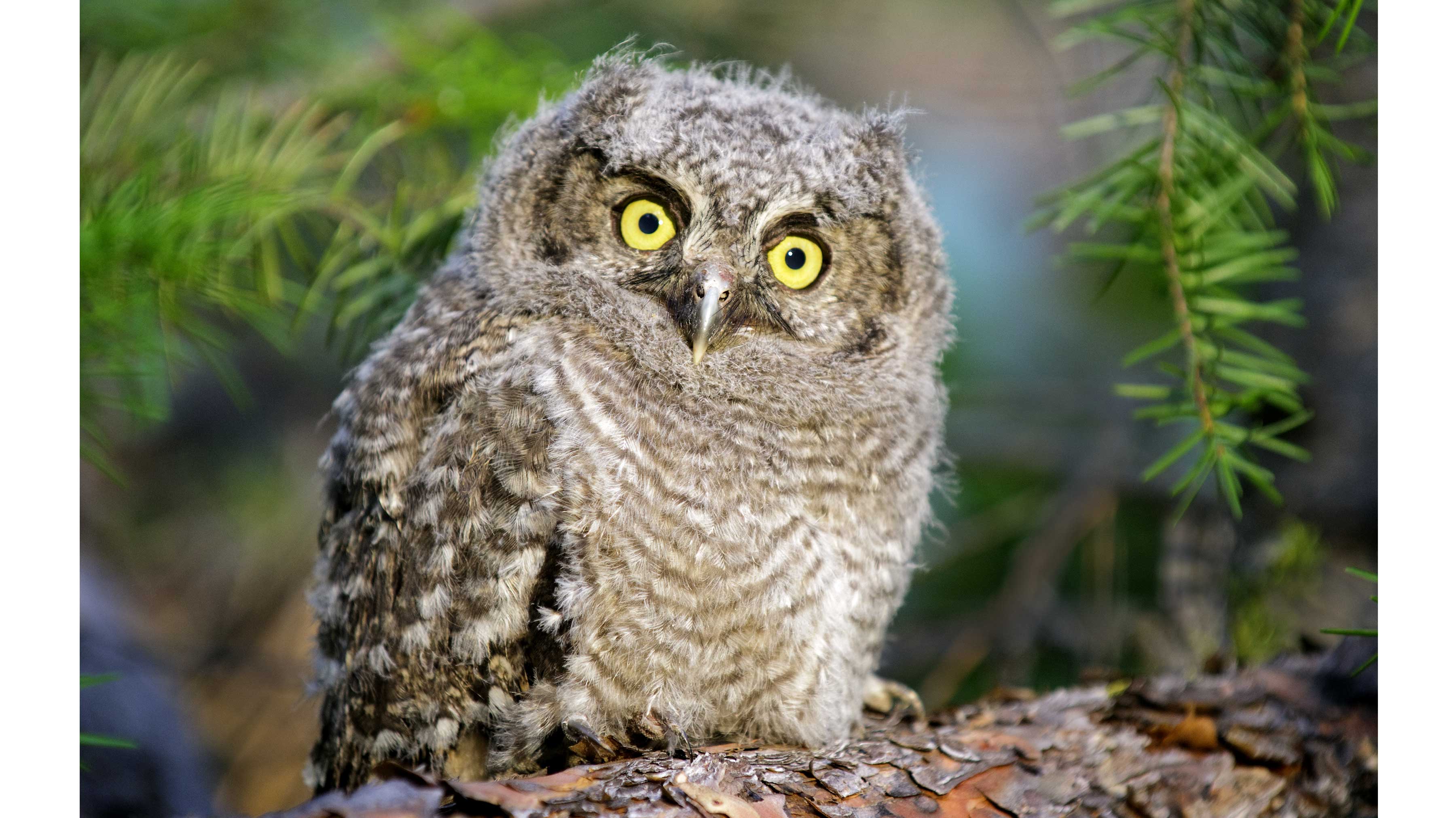 A fluffy western screech owl chick with bright yellow eyes sitting on a tree branch.