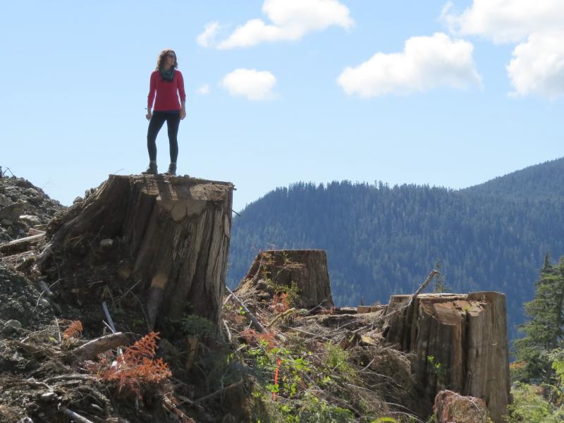 A woman stands on one of three large stumps in a clear cut.