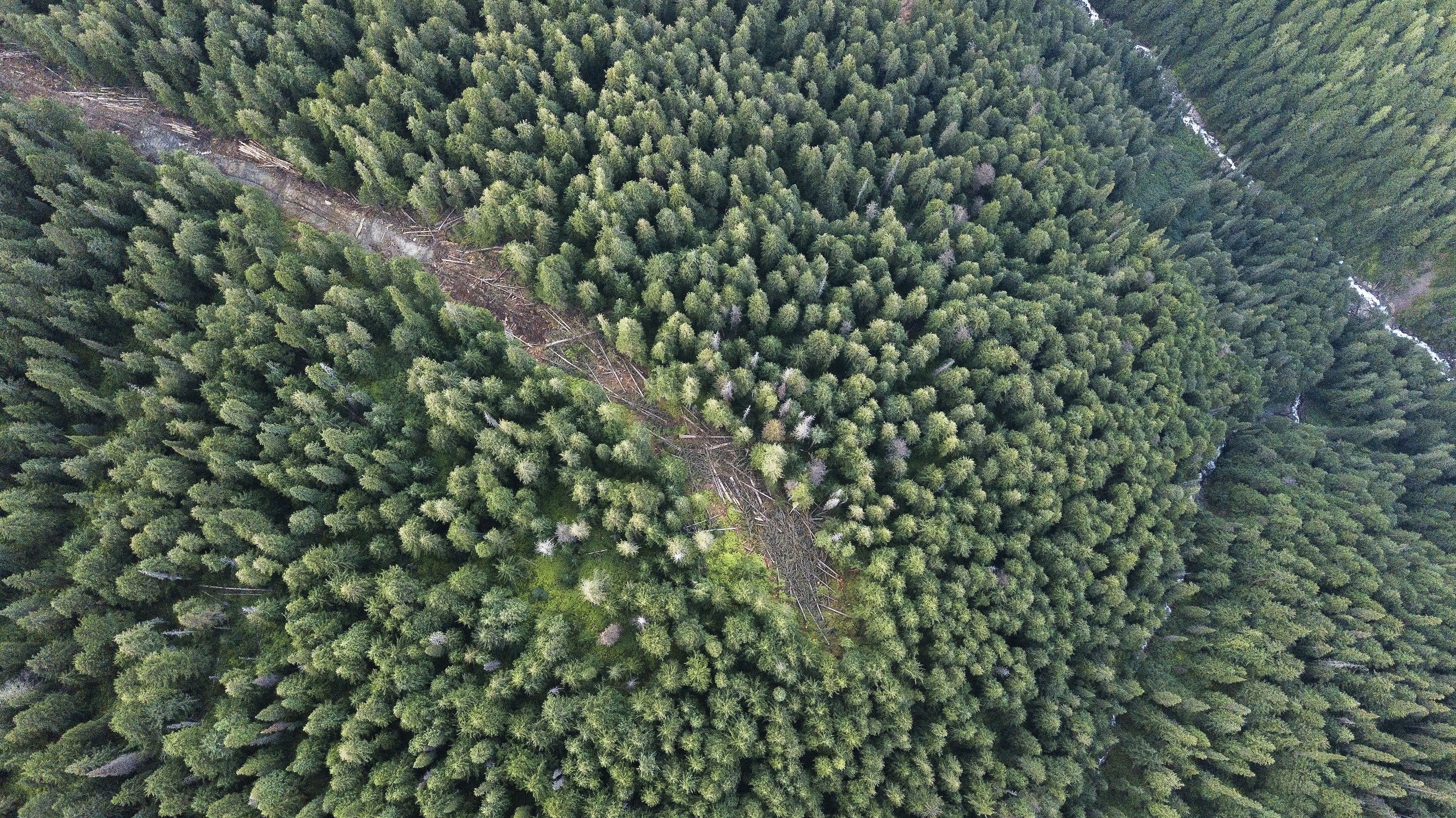 Photo: End of Logging Road leading to critical habitat in Argonaut Creek (Casey Dubois Media and Echo Conservation Society)