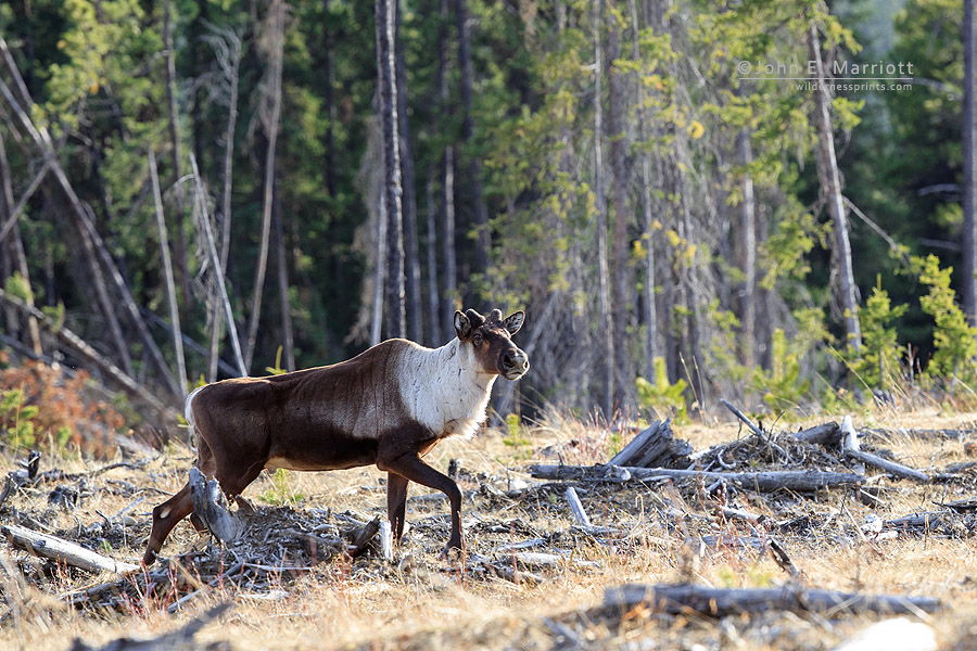 Threatened mountain caribou from the À La Pêche herd near Grande Cache, Alberta. Photo John E. Marriott