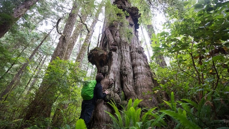 Ancient Forest Alliance campaigner Ian Illuminato stands beside an old-growth red cedar in an approved cutblock in Uchucklesaht and Tseshaht Nation territories. (T.J. Watt)