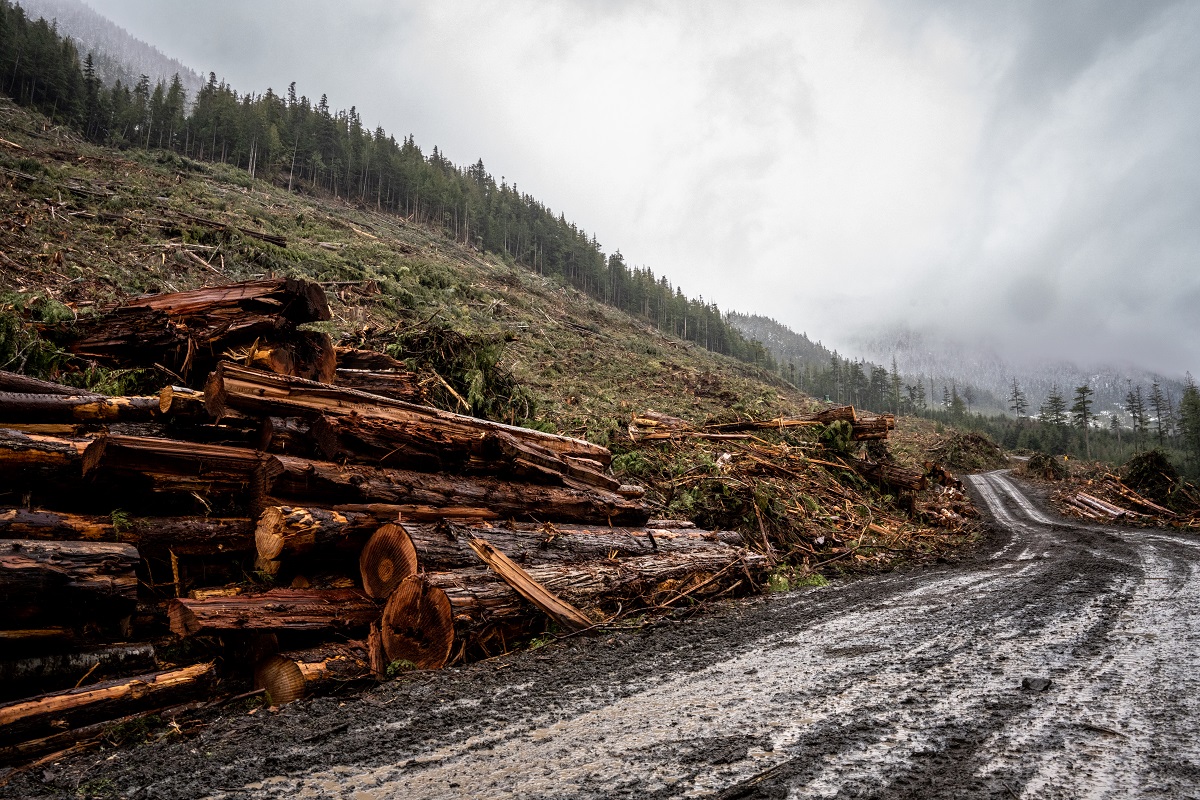 Sierra Club BC. At-risk old growth forest was logged in April 2022 that should have been identified as a candidate for immediate deferral (Mya Van Woudenberg).