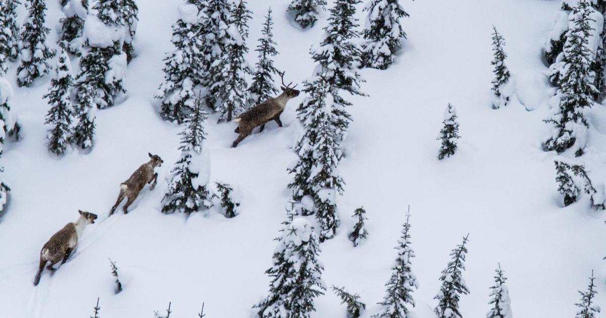 Three caribous running through a snowy forest. End of image description.