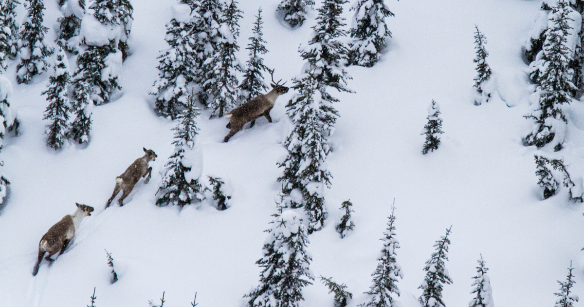 Three caribous running through a snowy forest. End of image description. 