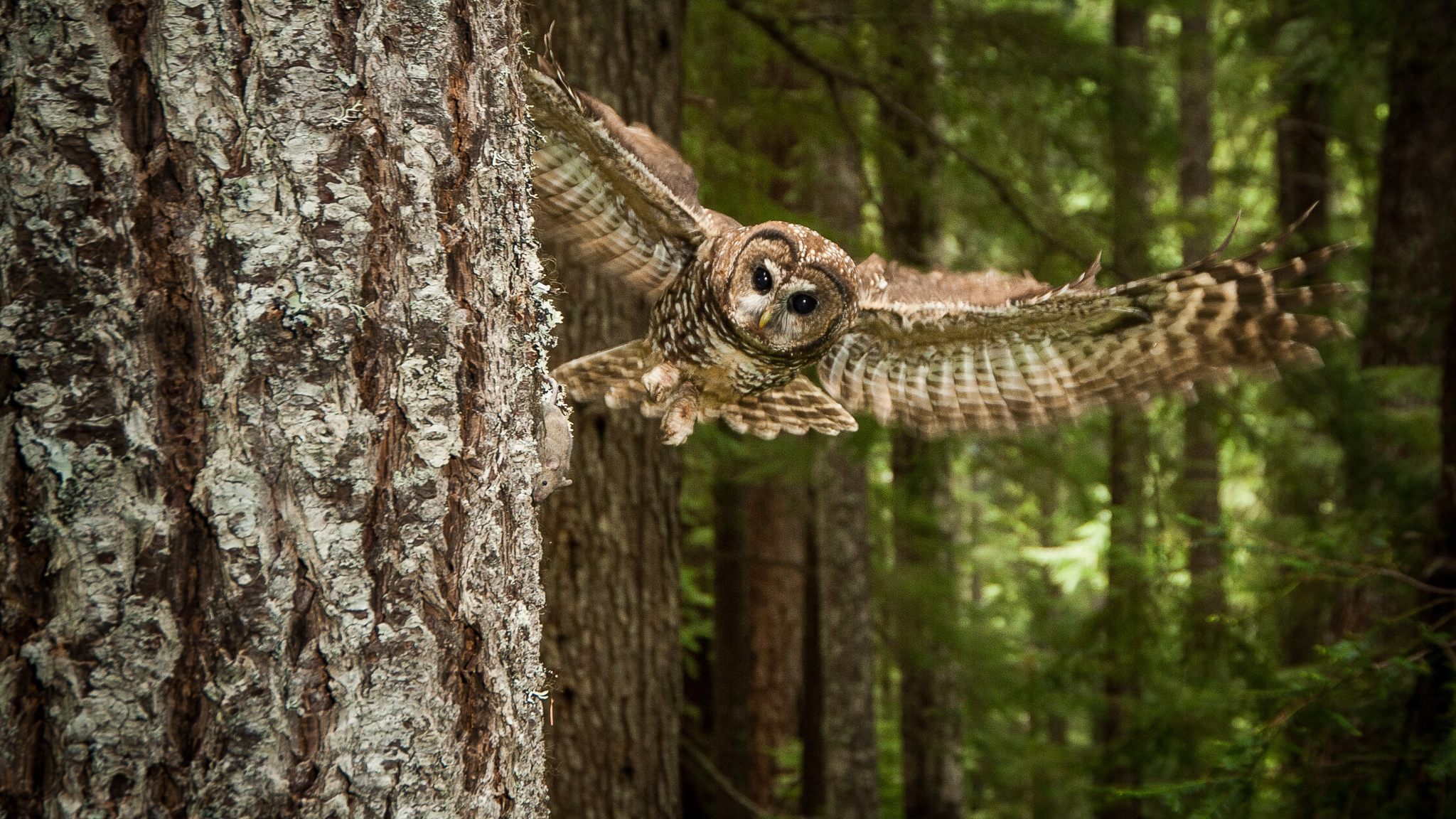 Spotted owl flying