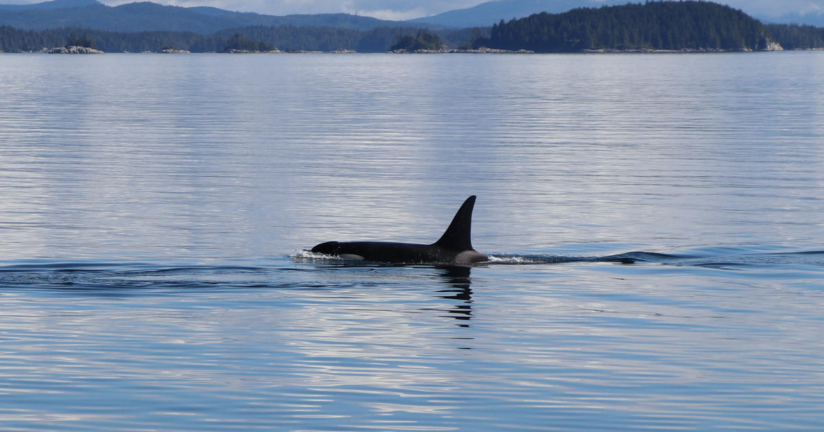 A single killer whale swimming by itself. End of image description